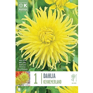 Dahlia 'Kennemerland' (1 Tuber)