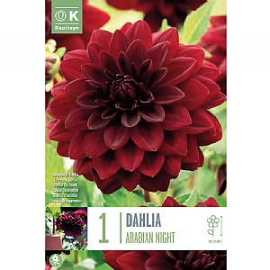 Dahlia 'Arabian Night' (1 Tuber)