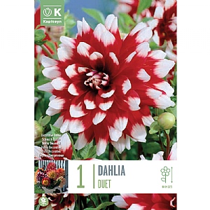 Dahlia 'Duet' (1 Tuber)