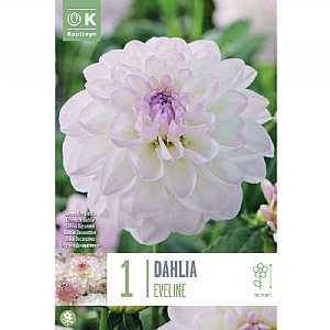 Dahlia 'Eveline' (1 Tuber)