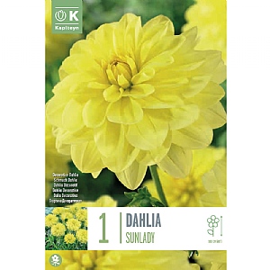 Dahlia 'Sunlady' (1 Tuber)