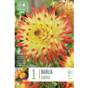 Dahlia 'Isadora' (1 Tuber)