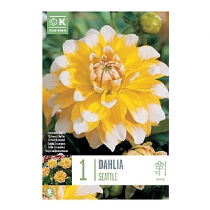 Dahlia Seattle (1 Bulb)