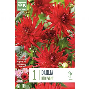 Dahlia 'Red Pygmy' (1 Tuber)