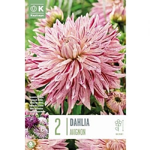 Dahlia 'Avignon' (Pack of 2)