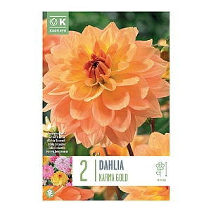 Dahlia Karma Gold (2 Bulbs)