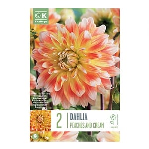 Dahlia Peaches And Cream (2 Bulbs)