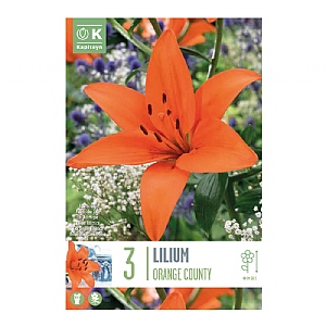 Lilium 'Orange County' (3 Bulbs)