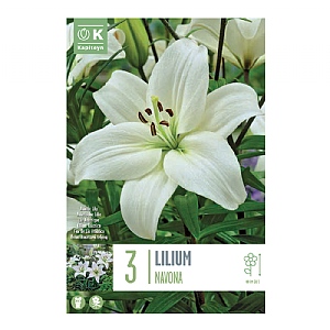 Lilium 'Navona' (3 Bulbs)