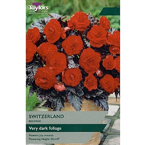 Begonia 'Switzerland' (2 Tubers)