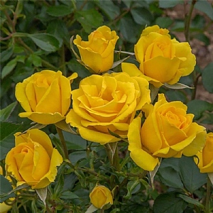 'Grandma's Rose' Standard Yellow