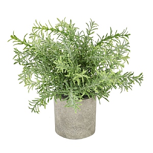 Rosemary Plant Stone Pot