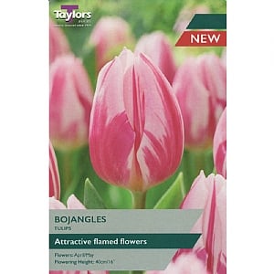 Tulip 'Bojangles' (7 Bulbs)