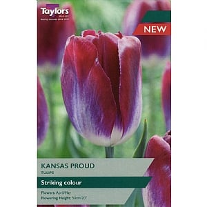 Tulip 'Kansas Proud' (7 Bulbs)