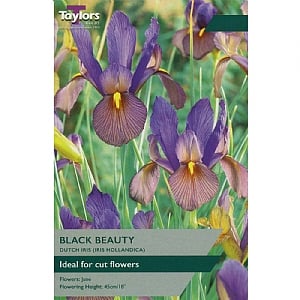 Iris hollandica 'Black Beauty' (12 Bulbs)