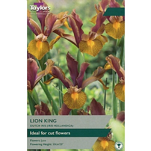 Iris hollandica 'Lion King' (9 Bulbs)