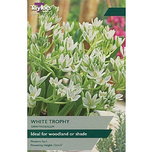 Ornithogalum 'White Trophy' (15 Bulbs)