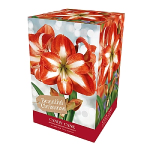 Amaryllis 'Candy Cane' Gift Pack