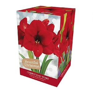 Amaryllis 'Christmas Wish' Gift Pack