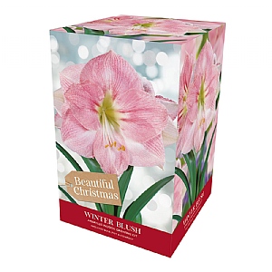 Amaryllis 'Winter Blush' Gift Pack