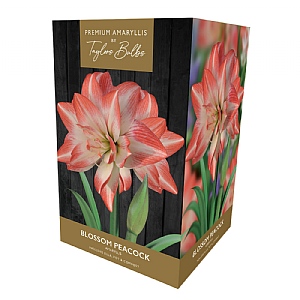 Amaryllis 'Blossom Peacock' Gift Pack