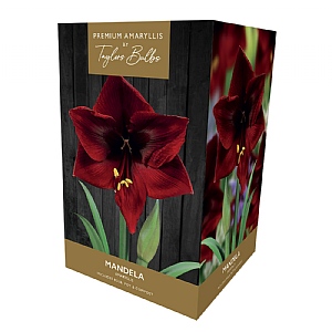 Amaryllis 'Mandela' Gift Pack