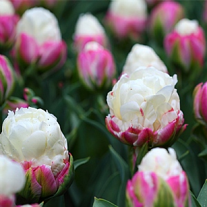 Tulip 'Ice Cream' (5 Bulbs)