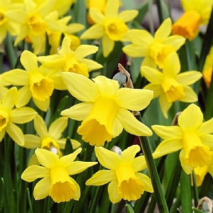 Narcissus 'Tete A Tete' (Bag of 5 Bulbs)