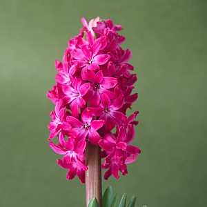 Hyacinth orientalis 'Fondant' (Bag of 5 Bulbs)