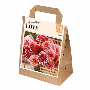 Dahlia Fubuki Red Shades Collection (4 Tubers)