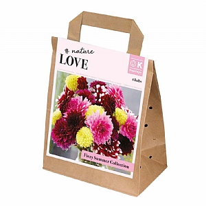 Dahlia Bright Summer Collection (4 Tubers)