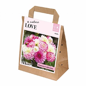 Dahlia Romance Collection (4 Tubers)