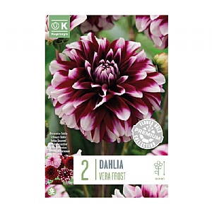 Dahlia Vera Frost (2 Bulbs)