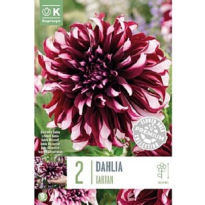 Dahlia 'Tartan' (2 Tubers)