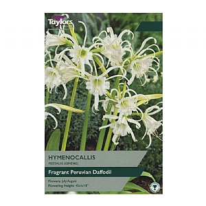 Hymenocallis festalis (2 Bulbs)