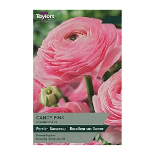 Ranunculus 'Candy Pink' (10 Bulbs)