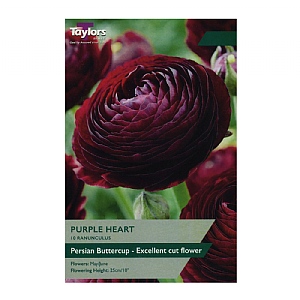 Ranunculus 'Purple Heart' (10 Bulbs)