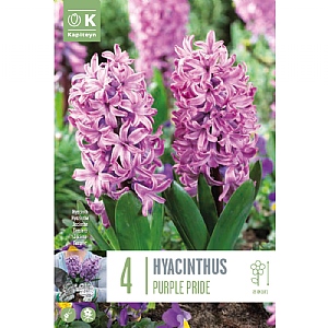 Hyacinth 'Purple Pride' (8 Bulbs)