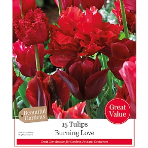 Burning Love Tulip Collection (15 Bulbs)