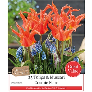 Cosmic Flare Tulip & Muscari Collection (25 Bulbs)