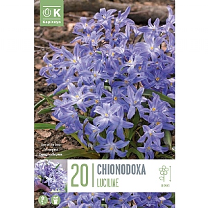 Chionodoxa luciliae (20 Bulbs)