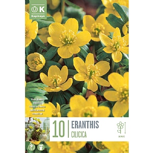 Eranthis cilicica (10 Bulbs)