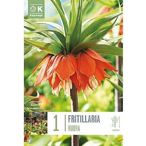 Fritillaria imperialis 'Rubra' (1 Bulb)