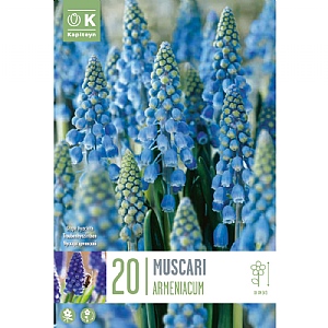 Muscari armeniacum (20 Bulbs)