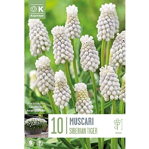 Muscari armeniacum 'Siberian Tiger' (10 Bulbs)