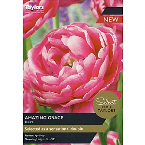 Tulip 'Amazing Grace' (8 Bulbs)