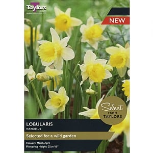 Narcissus 'Lobularis' (9 Bulbs)