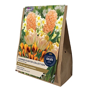 Layered Planter Bulbs Collection (20 Bulbs)