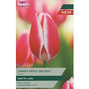 Tulip 'Candy Apple Delight' (6 Bulbs)