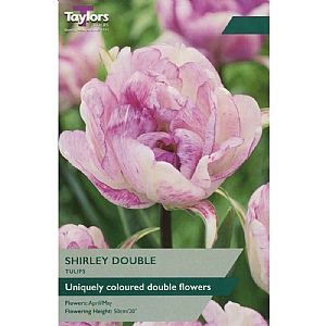 Tulip 'Shirley Double' (6 Bulbs)